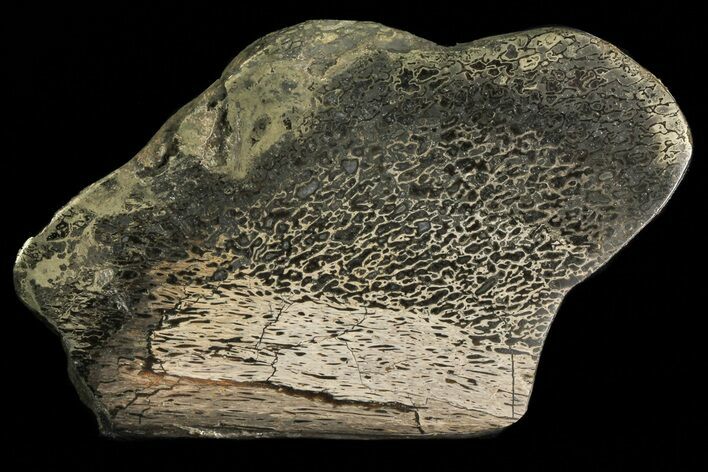 Pyritized, Polished Iguanodon Bone - Isle Of Wight #69946